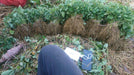Strawberry Plants - Runner (Farmers Stop) - Farmers Stop