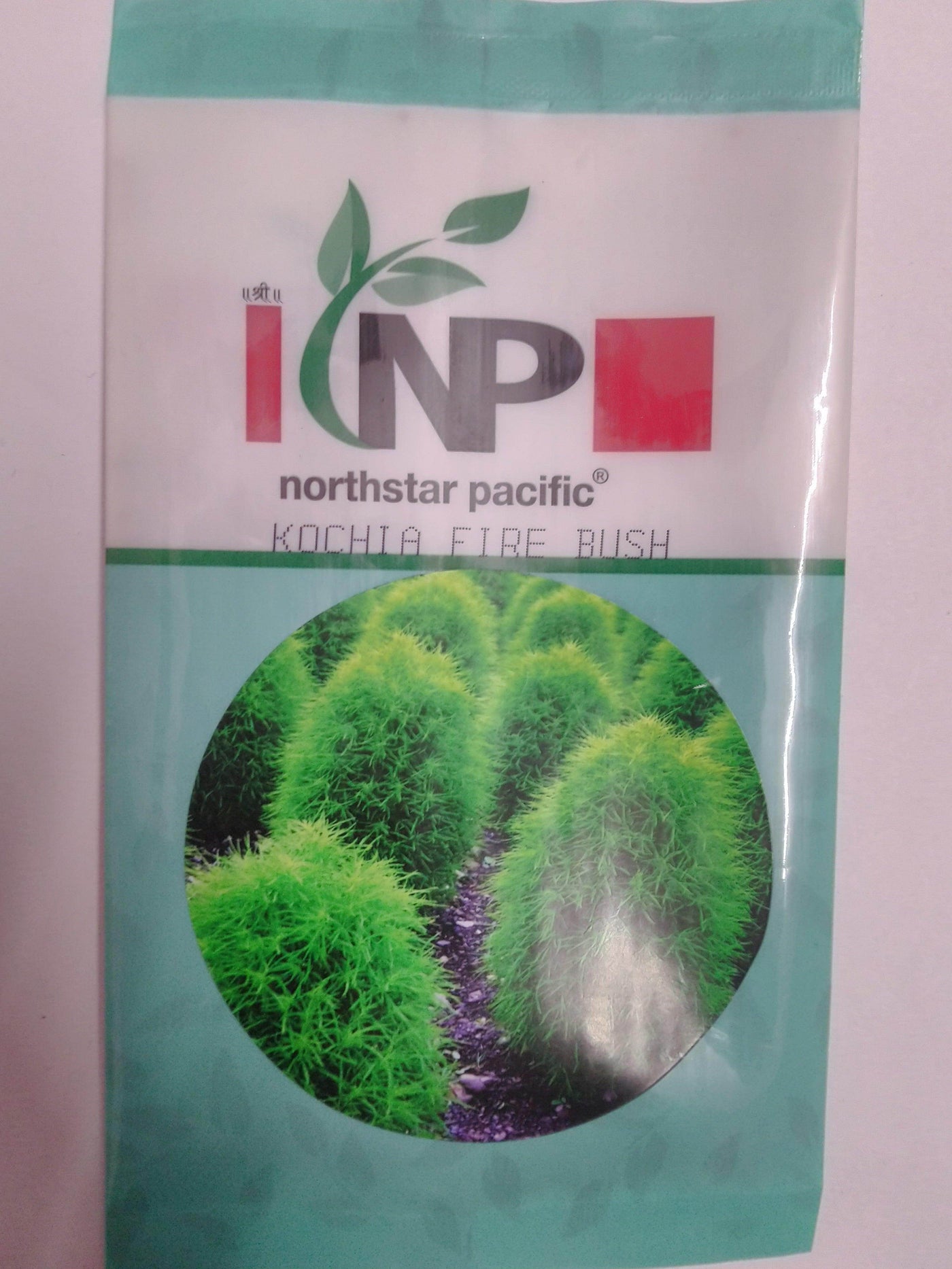 Kochia Fire Bush (North Star) - Farmers Stop