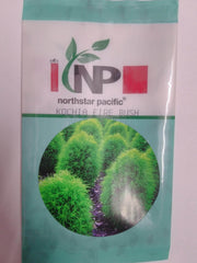 Kochia Fire Bush (North Star) - Farmers Stop