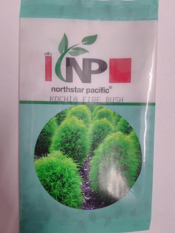 Kochia Fire Bush (North Star) - Farmers Stop