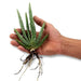 Rajasthani Aloevera Propagules/Plants (Farmers Stop) - Cash on Delivery not available - Farmers Stop