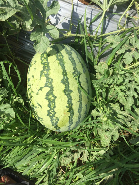 Yuvan/युवान Hybrid F1 Watermelon (Konico Seeds) - Farmers Stop