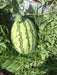 Yuvan/युवान Hybrid F1 Watermelon (Konico Seeds) - Farmers Stop
