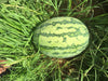 Yuvan/युवान Hybrid F1 Watermelon (Konico Seeds) - Farmers Stop