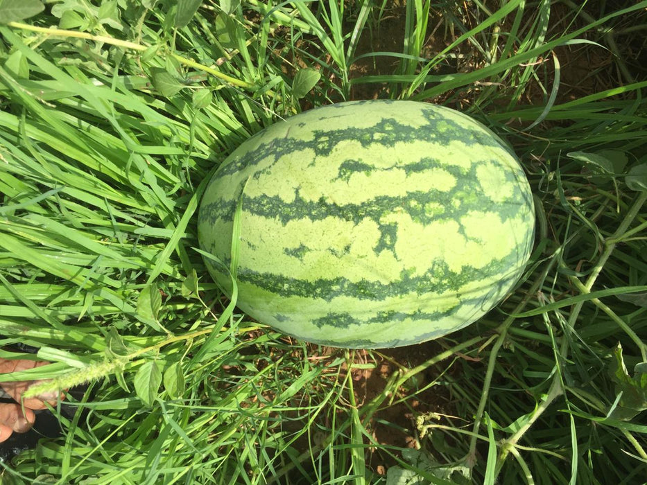 Yuvan/युवान Hybrid F1 Watermelon (Konico Seeds) - Farmers Stop
