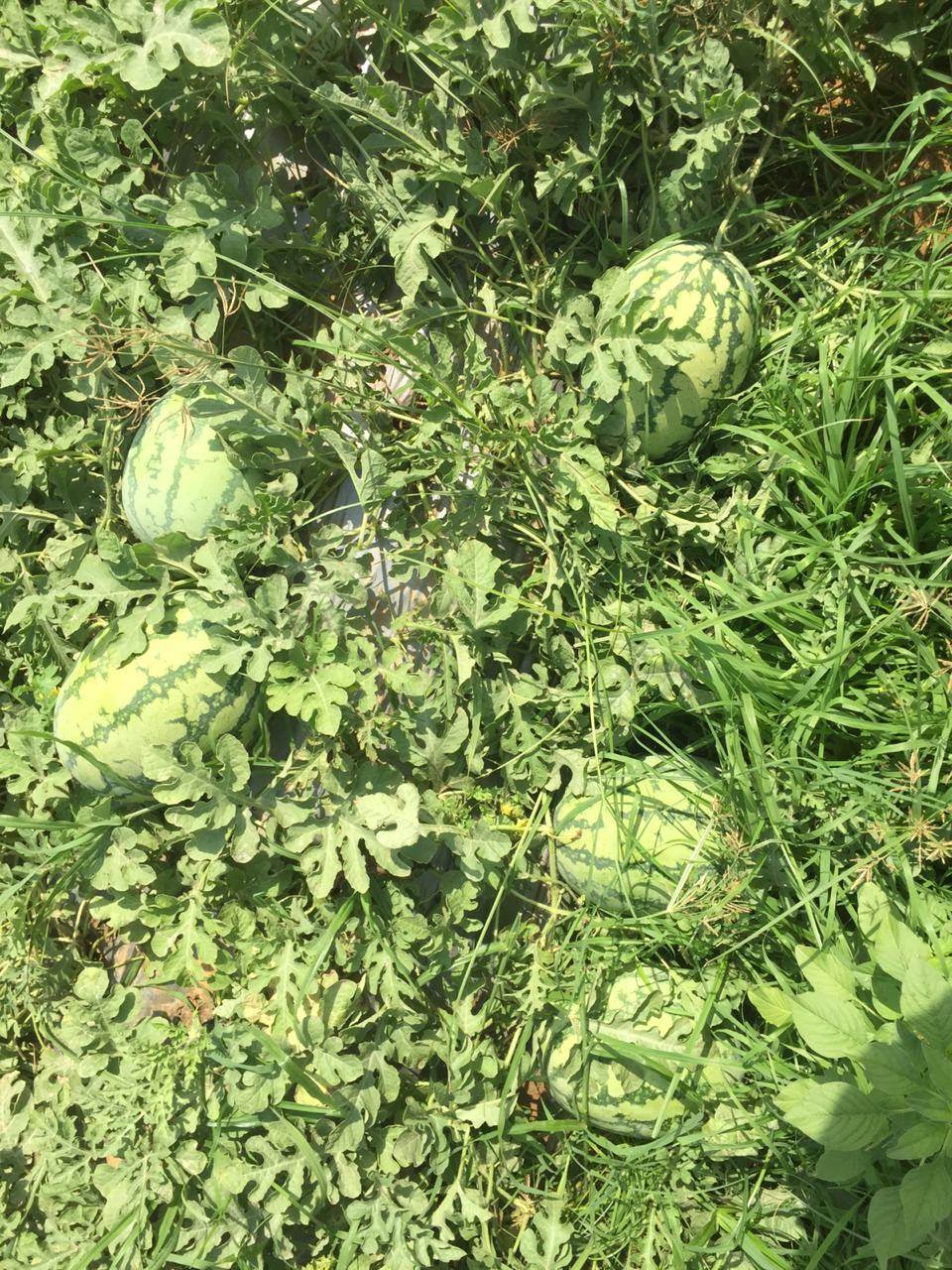 Yuvan/युवान Hybrid F1 Watermelon (Konico Seeds) - Farmers Stop