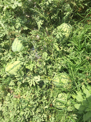 Yuvan/युवान Hybrid F1 Watermelon (Konico Seeds) - Farmers Stop