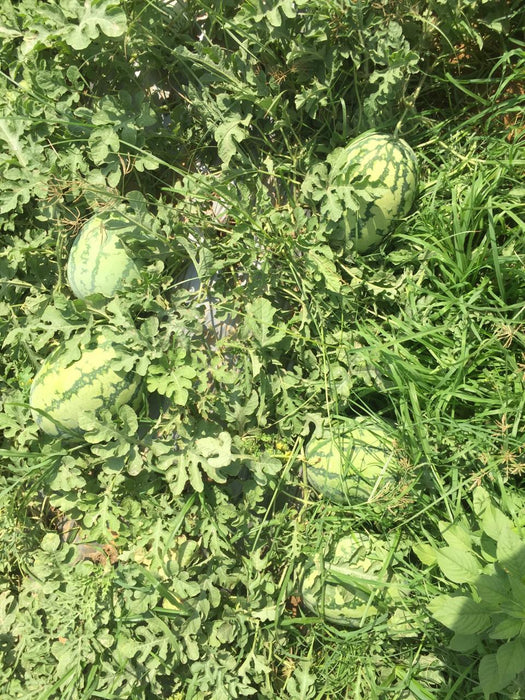 Yuvan/युवान Hybrid F1 Watermelon (Konico Seeds) - Farmers Stop