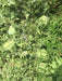 Yuvan/युवान Hybrid F1 Watermelon (Konico Seeds) - Farmers Stop