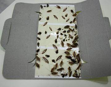 Catch-A-Roach® - Glue-based trap to attract and catch cockroaches (PCI) - Farmers Stop