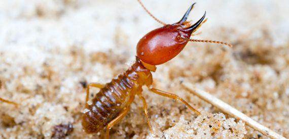 Termiseal® Do-it-yourself termite control solution (PCI) - Farmers Stop