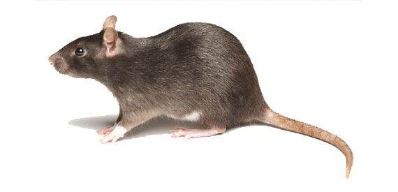 Roban ® Ready-to-use wax block for Rodent Control (PCI) - Farmers Stop