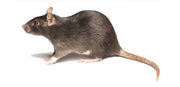 Roban ® Ready-to-use wax block for Rodent Control (PCI) - Farmers Stop