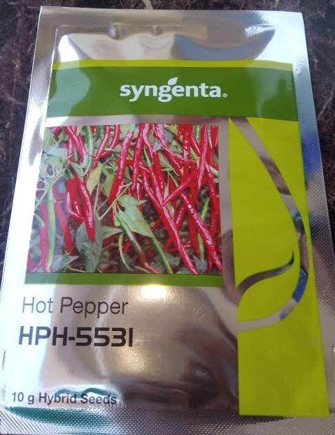HPH-5531 F1 Hybrid Hot pepper Chilli (Syngenta) - Farmers Stop