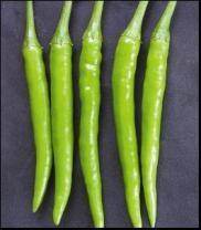 Sarpan –132 F1 Hybrid Chilli (Sarpan Seeds) - Farmers Stop