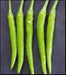 Sarpan –132 F1 Hybrid Chilli (Sarpan Seeds) - Farmers Stop