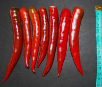 Sarpan –Dandicut-2 F1 Hybrid Chilli (Sarpan Seeds) - Farmers Stop
