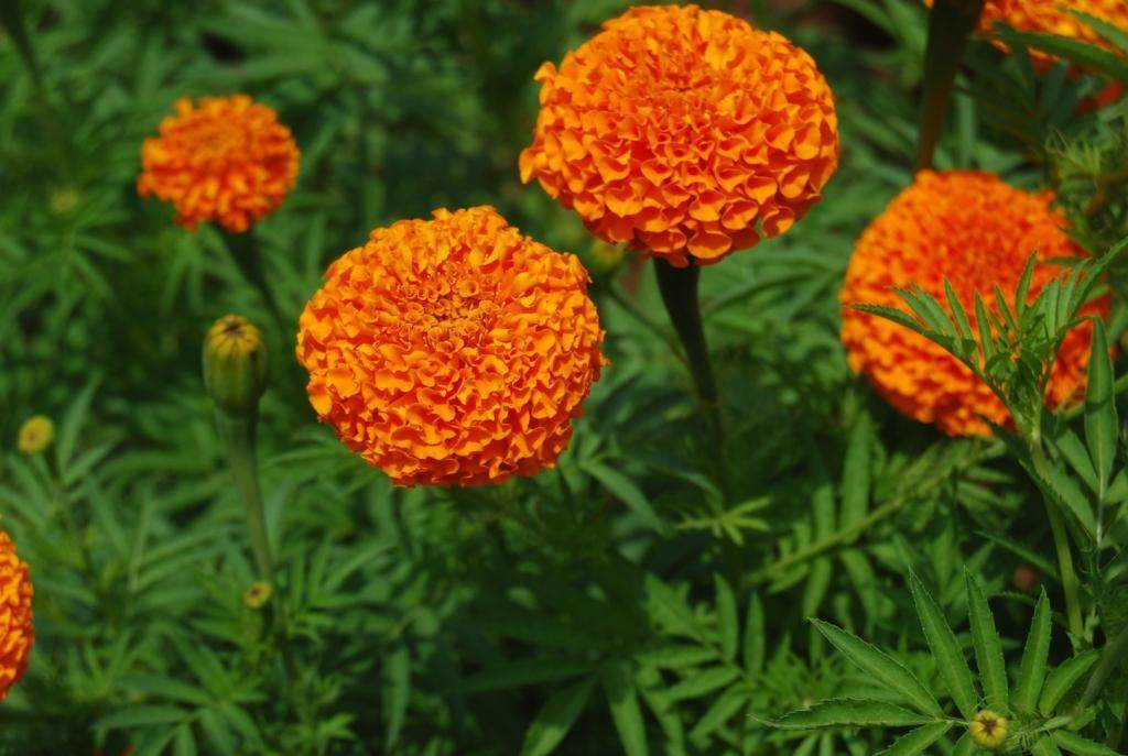 SAF 11/33 Kolkata (Tennis Ball Type) Marigold (Sarpan Seeds) - Farmers Stop