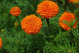SAF 11/33 Kolkata (Tennis Ball Type) Marigold (Sarpan Seeds) - Farmers Stop