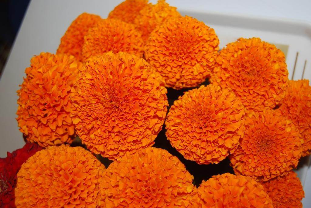 SAF 11/33 Kolkata (Tennis Ball Type) Marigold (Sarpan Seeds) - Farmers Stop