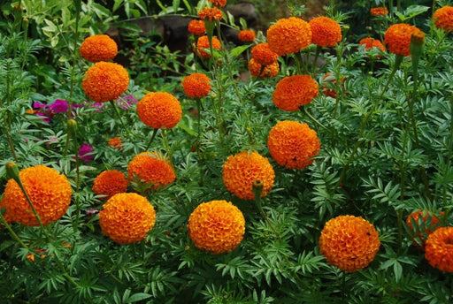 SAF 11/33 Kolkata (Tennis Ball Type) Marigold (Sarpan Seeds) - Farmers Stop