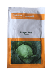Pragati Plus/प्रगति प्लस F1 Hybrid Cabbage (BASF | Nunhems) - Farmers Stop
