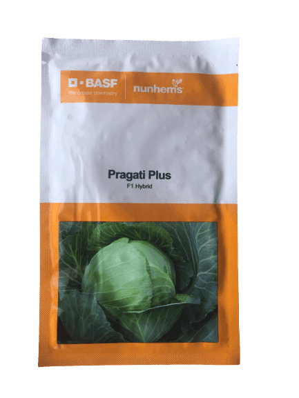Pragati Plus/प्रगति प्लस F1 Hybrid Cabbage (BASF | Nunhems) - Farmers Stop