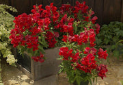 FLORAL SHOWERS Antirrhinum majus nanum pubilum F1 (Sakata) - Farmers Stop