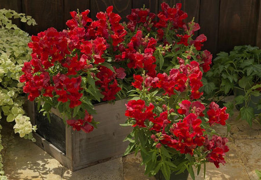 FLORAL SHOWERS Antirrhinum majus nanum pubilum F1 (Sakata) - Farmers Stop