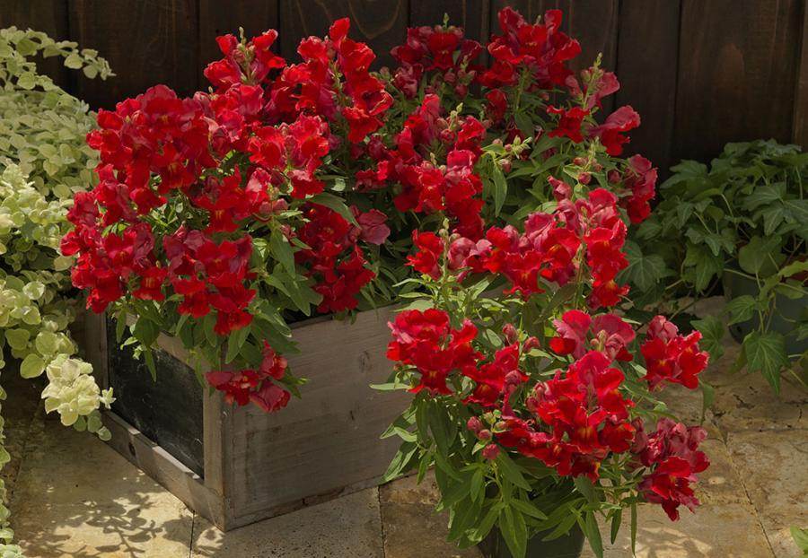 FLORAL SHOWERS Antirrhinum majus nanum pubilum F1 (Sakata) - Farmers Stop