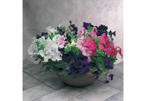 EAGLE Petunia grandiflora F1 (Sakata) - Farmers Stop