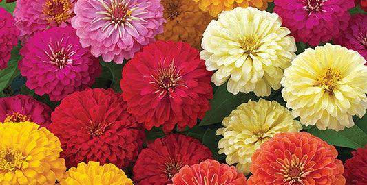 Zinnia F1 Dreamland™ (Takii Seeds) - Farmers Stop