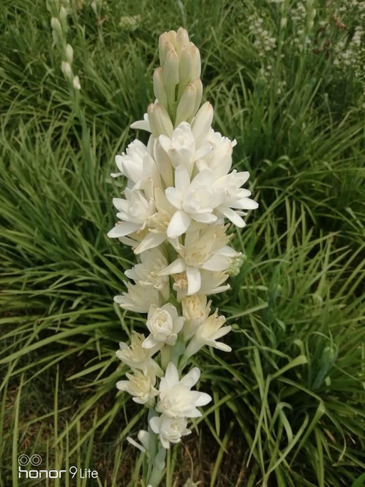 Rajnigandha/रजनीगंधा Flower Tuberose Bulbs (Farmers Stop) - Farmers Stop