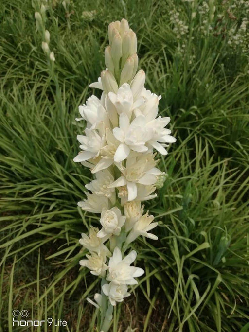 rajnigandha flower seeds Buy Rajnigandha/रजनीगंधा Flower Tuberose Bulbs (Farmers Stop) Online