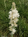 Rajnigandha/रजनीगंधा Flower Tuberose Bulbs (Farmers Stop) - Farmers Stop