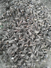 Rajnigandha/रजनीगंधा Flower Tuberose Bulbs (Farmers Stop) - Farmers Stop