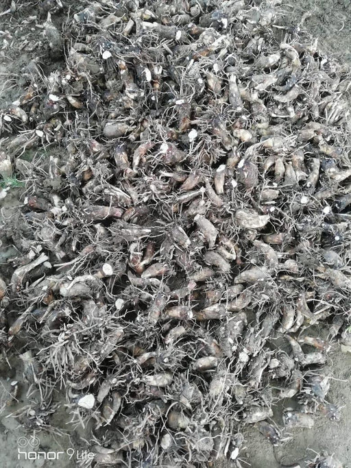 Rajnigandha/रजनीगंधा Flower Tuberose Bulbs (Farmers Stop) - Farmers Stop