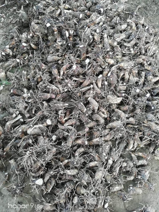 Rajnigandha/रजनीगंधा Flower Tuberose Bulbs (Farmers Stop) - Farmers Stop