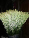 Rajnigandha/रजनीगंधा Flower Tuberose Bulbs (Farmers Stop) - Farmers Stop