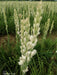 Rajnigandha/रजनीगंधा Flower Tuberose Bulbs (Farmers Stop) - Farmers Stop