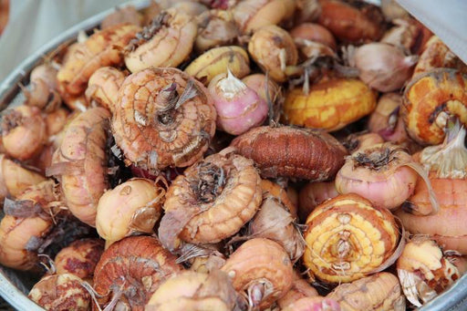 Gladiolius/ग्लैडिओलियस Flower Tuberose Bulbs (Farmers Stop) - Farmers Stop