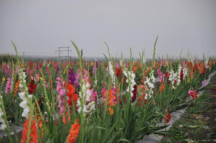 Gladiolius/ग्लैडिओलियस Flower Tuberose Bulbs (Farmers Stop) - Farmers Stop