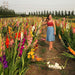 Gladiolius/ग्लैडिओलियस Flower Tuberose Bulbs (Farmers Stop) - Farmers Stop