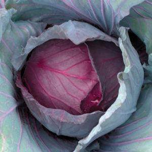 Red Jewel F1 Hybrid Cabbage (Sakata) - Farmers Stop