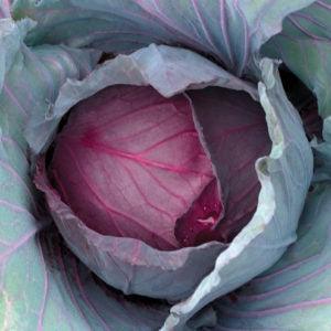 Red Jewel F1 Hybrid Cabbage  (Sakata) - Farmers Stop