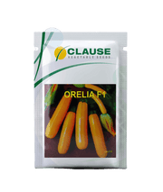 Orelia F1 Hybrid Squash (Clause Seeds) - Farmers Stop