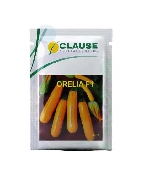 Orelia F1 Hybrid Squash (Clause Seeds) - Farmers Stop
