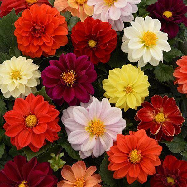 Figaro™ Original Field Grown Mixture Dahlia F1 Hybrid (PanAmerican) - Farmers Stop