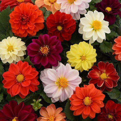 Figaro™ Original Field Grown Mixture Dahlia F1 Hybrid (PanAmerican) - Farmers Stop