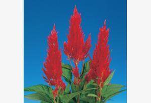 CENTURY Celosia argentea plumosa Mix F1 (Sakata) - Farmers Stop